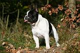 BOULEDOGUE FRANCAIS 1195